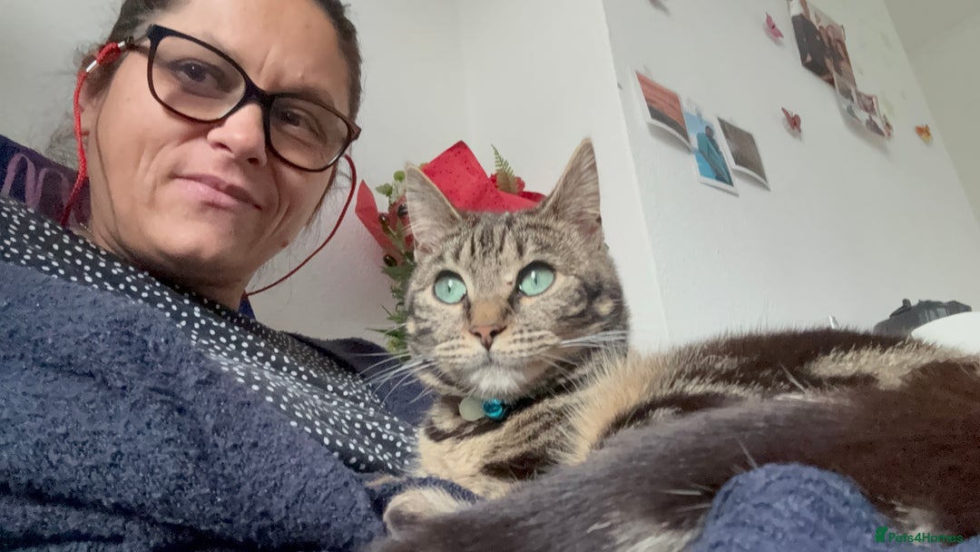 Mixed Breed cats for sale: £50 bengal 1 year girl  in London - Image 1