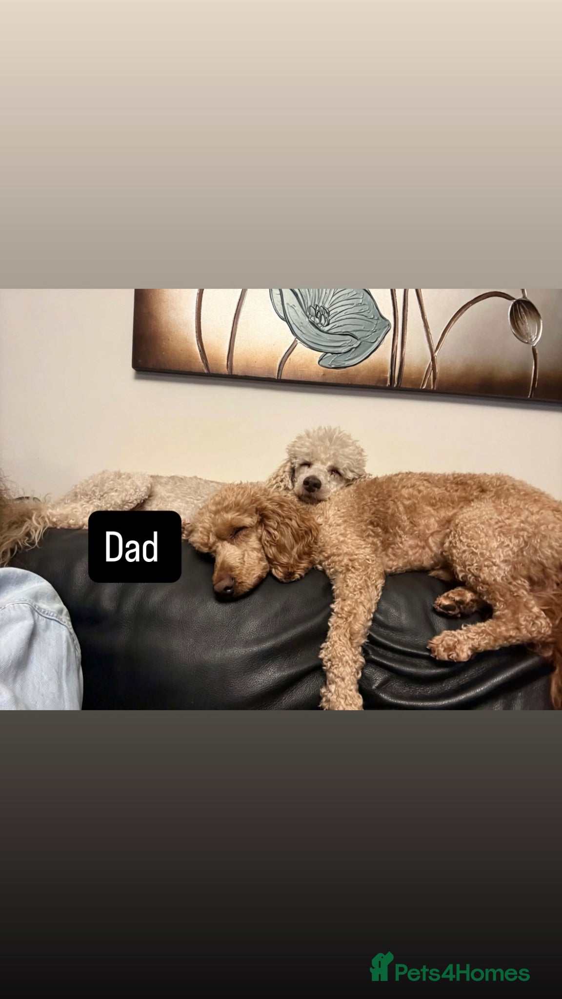 Labradoodle dogs Stunning Rare Tri Merle labradoodles 🐾 - Advert 2