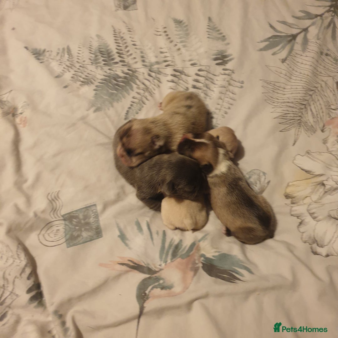 French Bulldog dogs for sale: 4French bulldog puppies 3 weeks old kc registered  - Advert 18