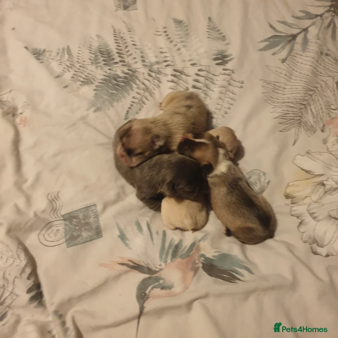 French Bulldog dogs for sale: 4French bulldog puppies 5weeks old kc registered  - Advert 14