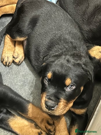 9 Rottweilers Rottweiler Puppies for sale | Pets4Homes