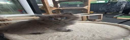 British Longhair cats for sale: British longhair mix fluffy kittens  - Advert 6