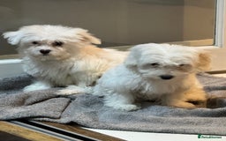 Coton De Tulear dogs for sale: Coton de tulear puppies for sale  - Advert 12