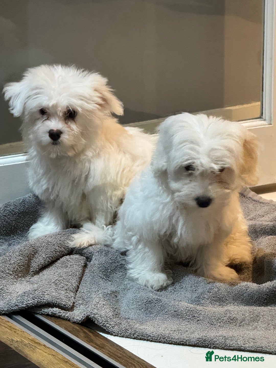 Coton De Tulear dogs for sale: Coton de tulear puppies for sale  - Advert 12
