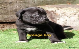 Cane Corso dogs for sale: Cane corso puppies ready to leave now - Image 13