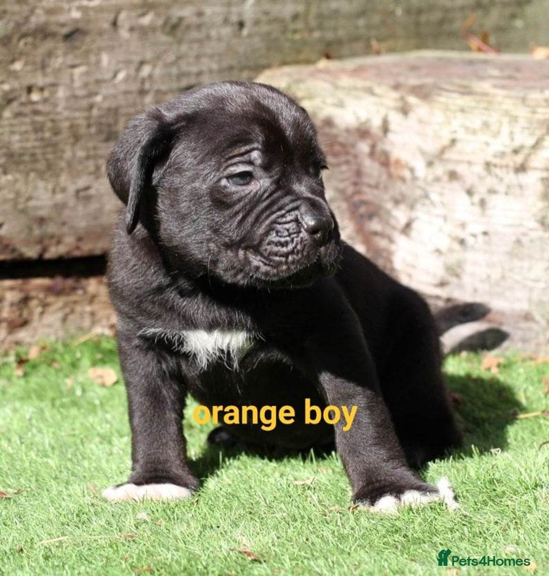 Cane Corso dogs for sale: Cane corso puppies ready to leave now - Image 13