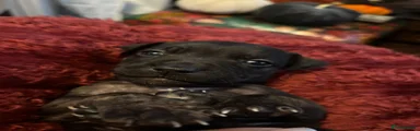 Staffordshire Bull Terrier Puppy 5