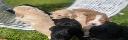 Cocker Spaniel dogs for sale: Pretty RKC Cocker Spaniel pups DNA Health Tested - Advert 10