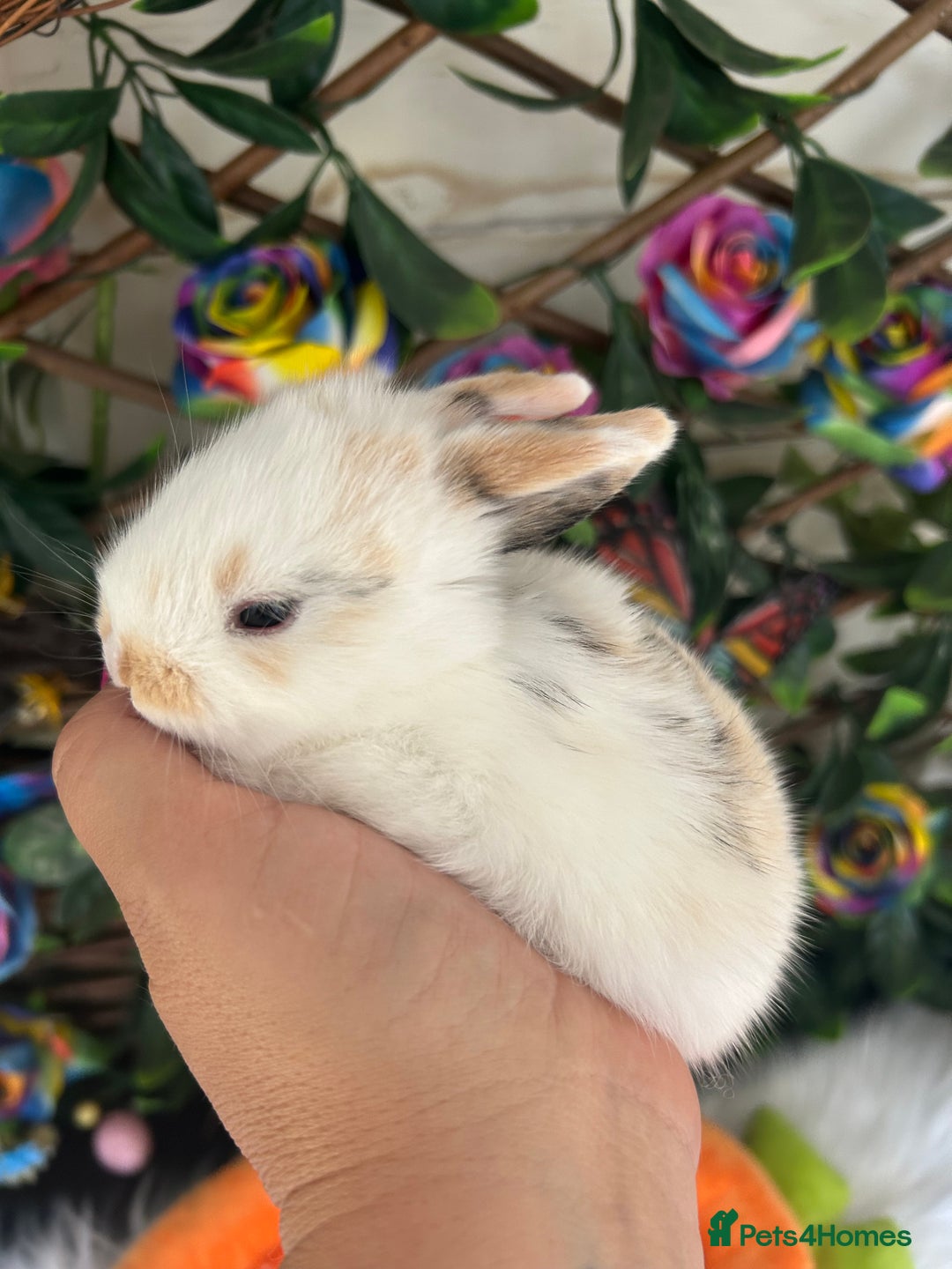 Mini Lop rabbits for sale: Pure Breed Mini lops  - Image 32