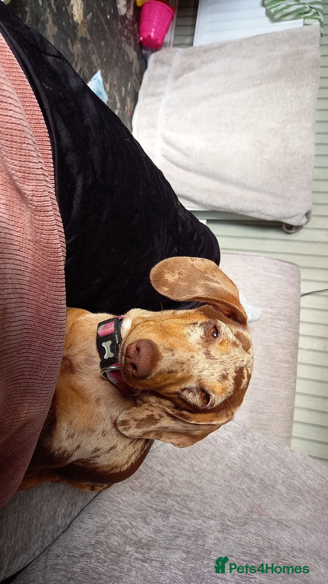 Miniature Dachshund dogs Miniature dachshund  - Advert 1