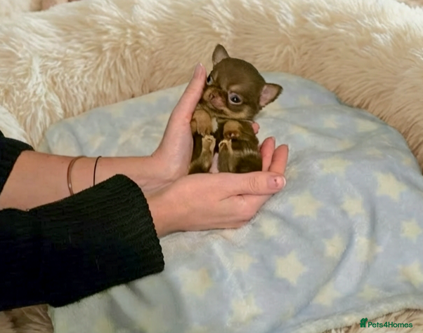 Chihuahua dogs XxQuality Chihuahua Chocolate Thai breeding pupsXx - Advert 9