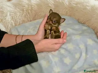 Chihuahua dogs XxQuality Chihuahua Chocolate Thai breeding pupsXx - Advert 2