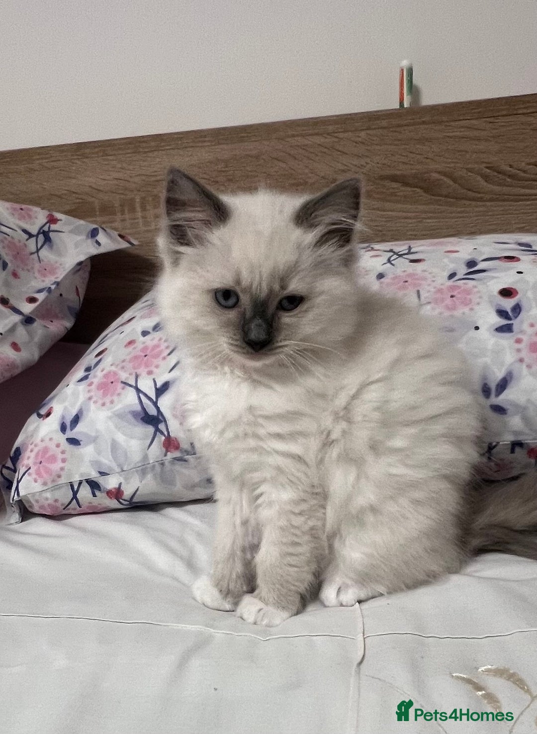 Ragdoll cats for sale: 3 Ragdoll kittens  - Advert 20