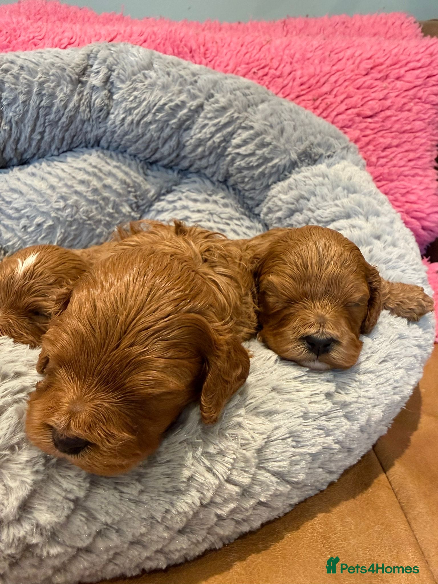 Cavapoo dogs F1 cavapoo 4 girls 1 boy health tested - Advert 2