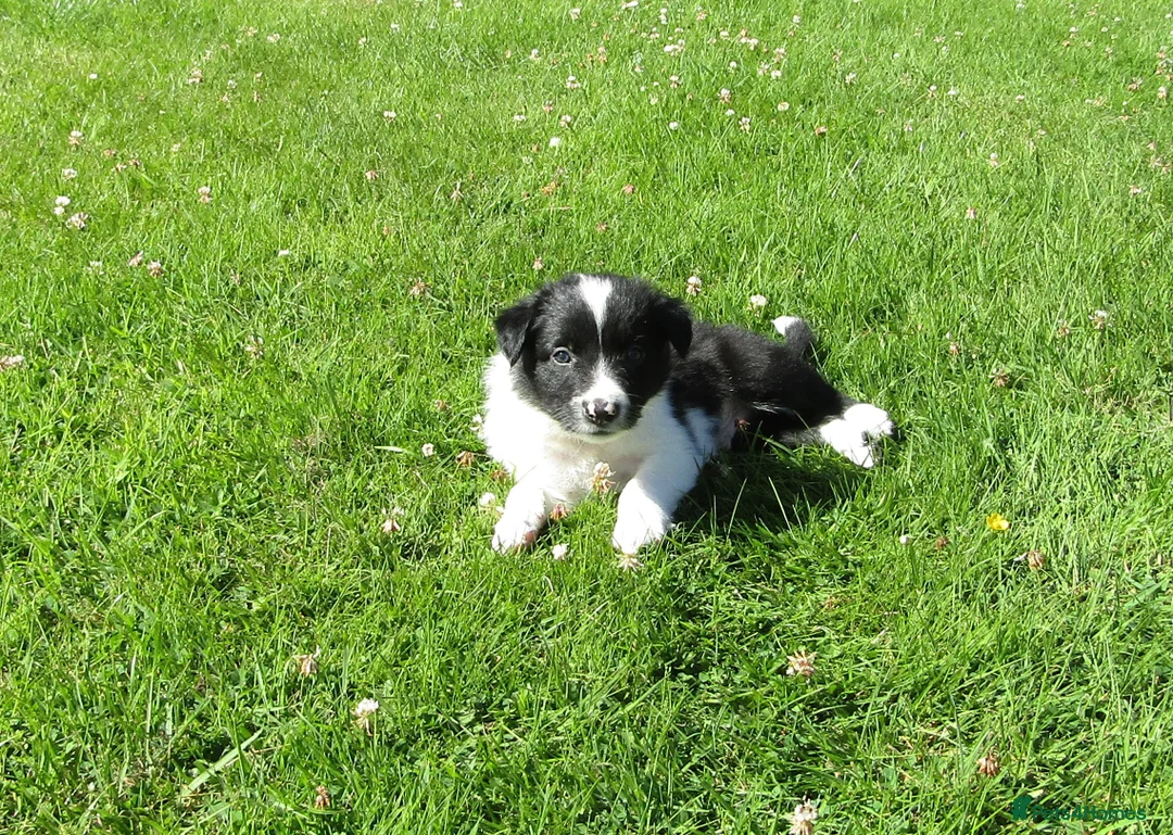 Border Collie dogs for sale: 5 Beautiful Border Collie Puppies  - Advert 40