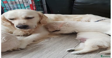 Golden Retriever dogs - Advert 2