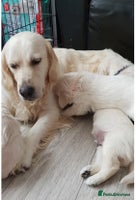 Golden Retriever dogs - Advert 2