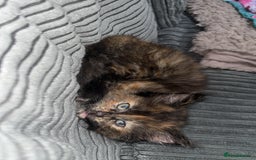 Mixed Breed cats for sale: Beautiful fluffy kittens 🐈‍⬛  - Image 3