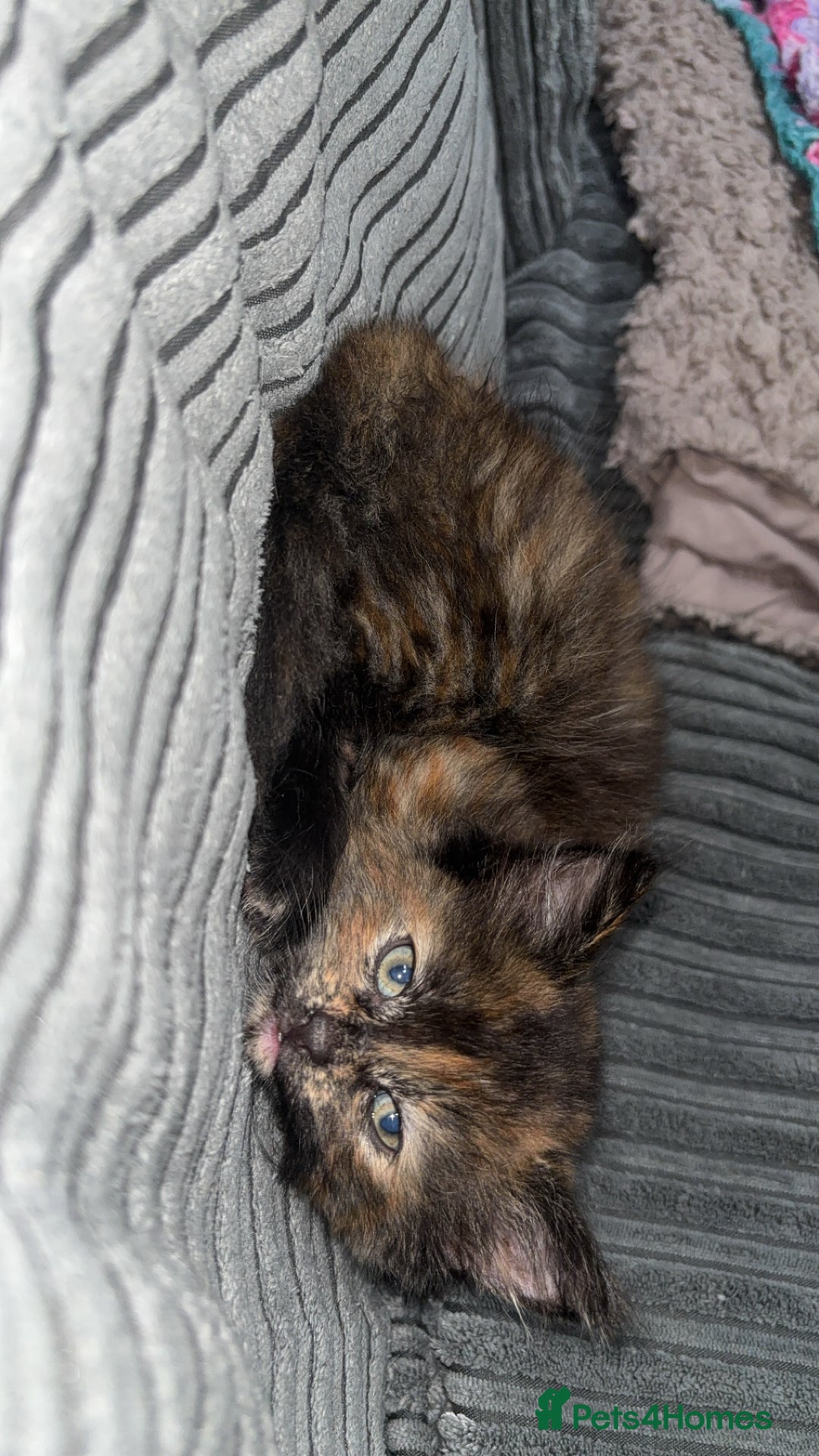 Mixed Breed cats for sale: Beautiful fluffy kittens 🐈‍⬛  - Image 3