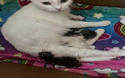 Mixed Breed cats for sale: Beautiful kittens  - Image 5