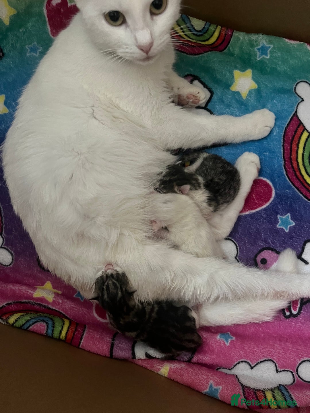 Mixed Breed cats for sale: Beautiful kittens  - Image 5