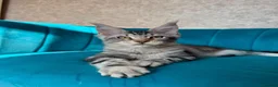 Maine Coon cats for sale: TICA Pedigree Registered Maine Coon Kittens - Advert 31