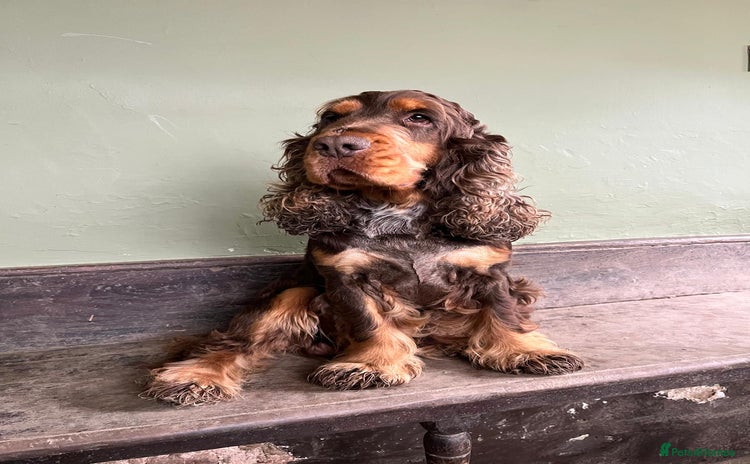 Cocker Spaniel dogs in Ruthin - Advert 4