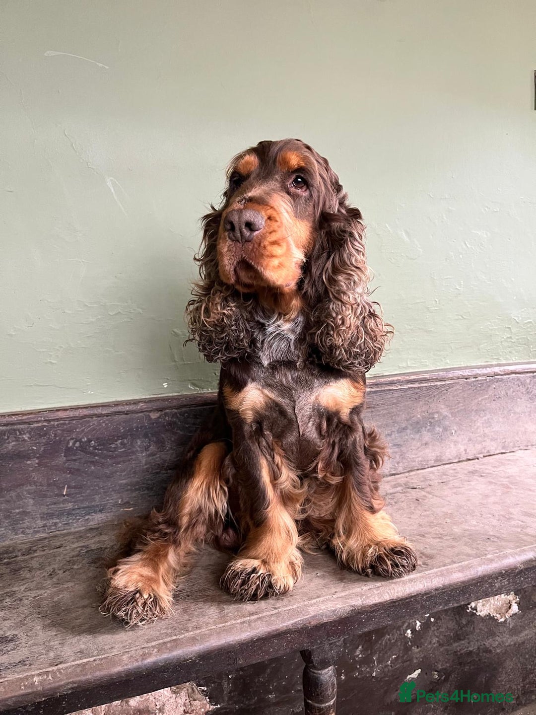 Cocker Spaniel dogs for stud: KC Superb example Classic SHOW Cocker Stud in Ruthin - Image 1