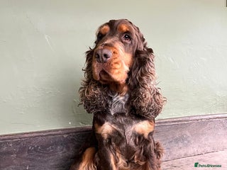 Cocker Spaniel dogs in Ruthin - Advert 16