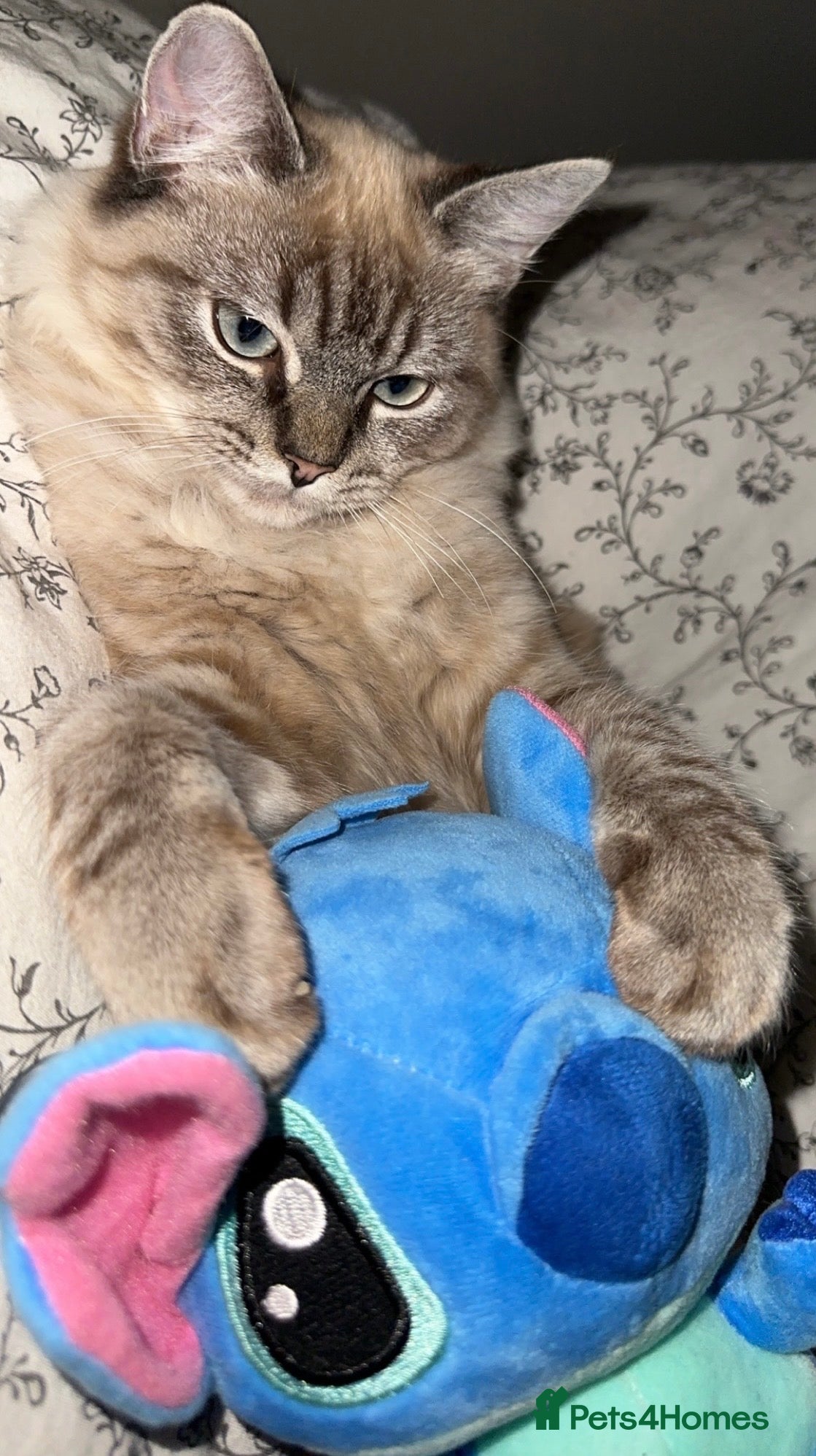 Mixed Breed cats Ragdoll mix male cat  - Advert 5