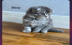 Scottish Fold cats for sale: scottish fold kittens  - Image 11