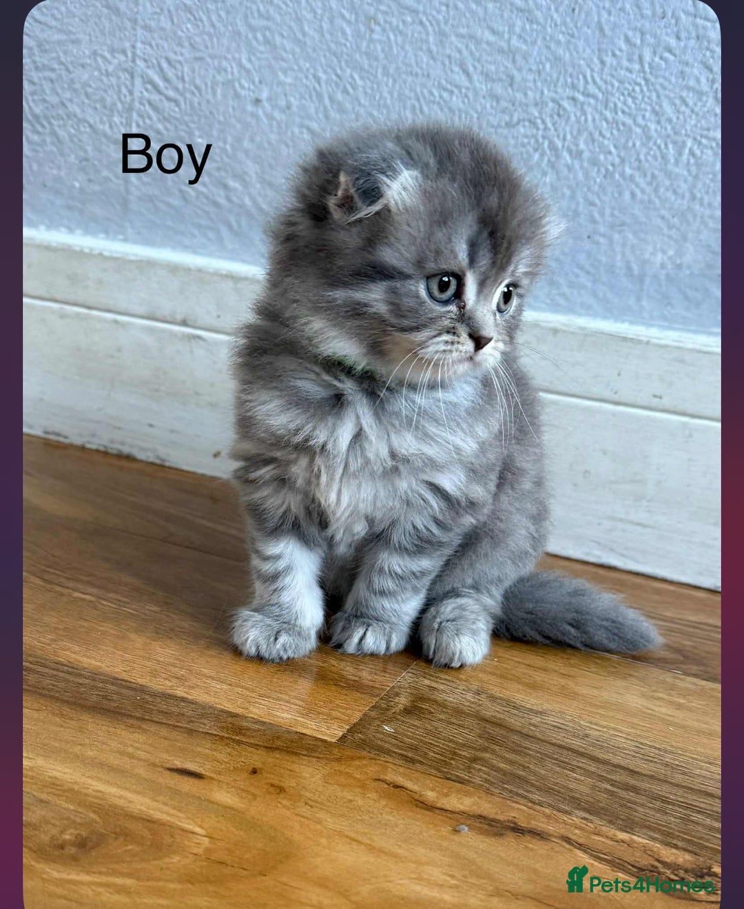 Scottish Fold cats for sale: scottish fold kittens  - Image 11