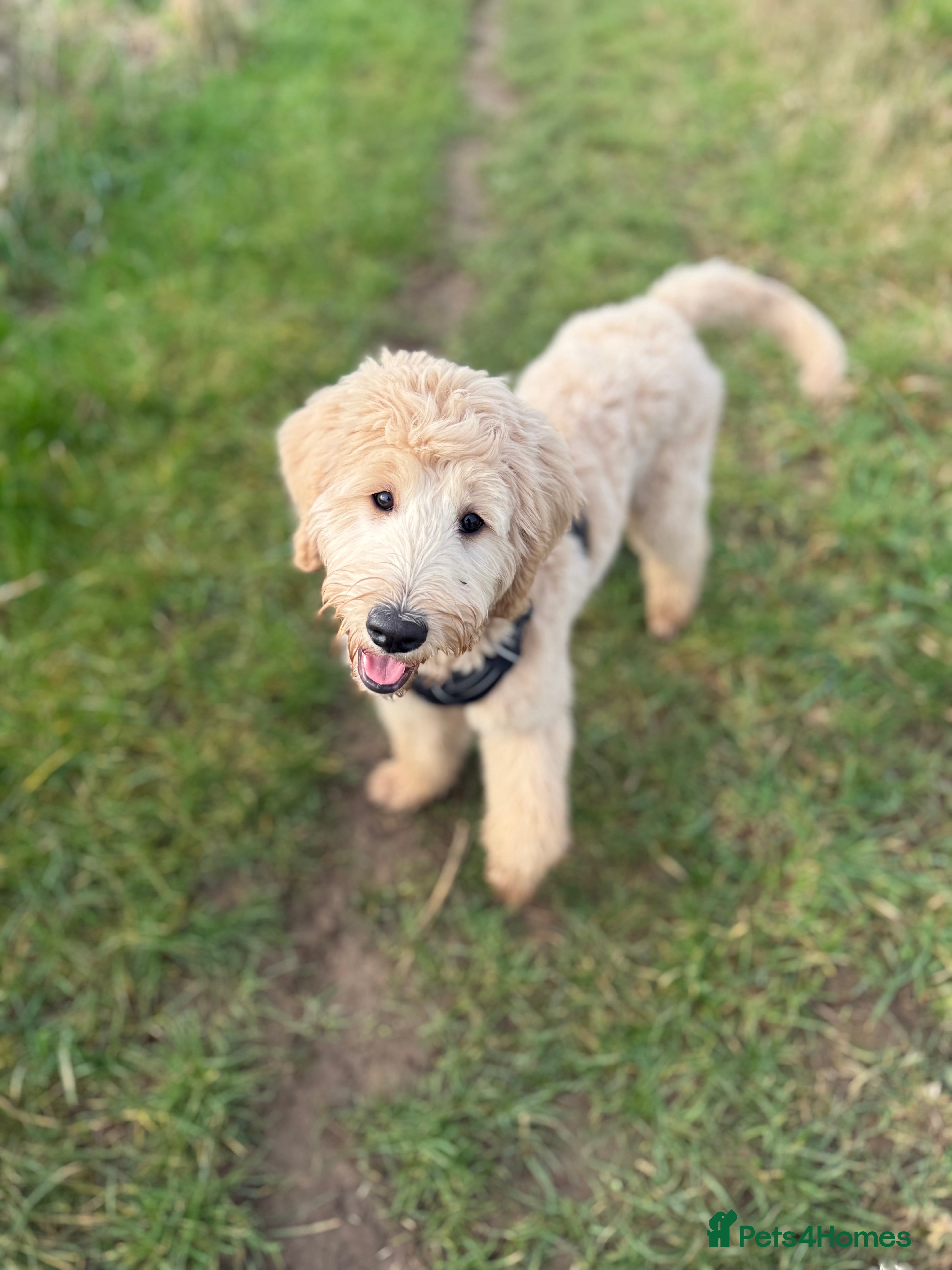 Double Doodle dogs Bernedoodle  - Advert 8