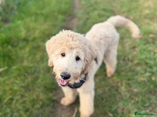 Double Doodle dogs Bernedoodle - Advert 8