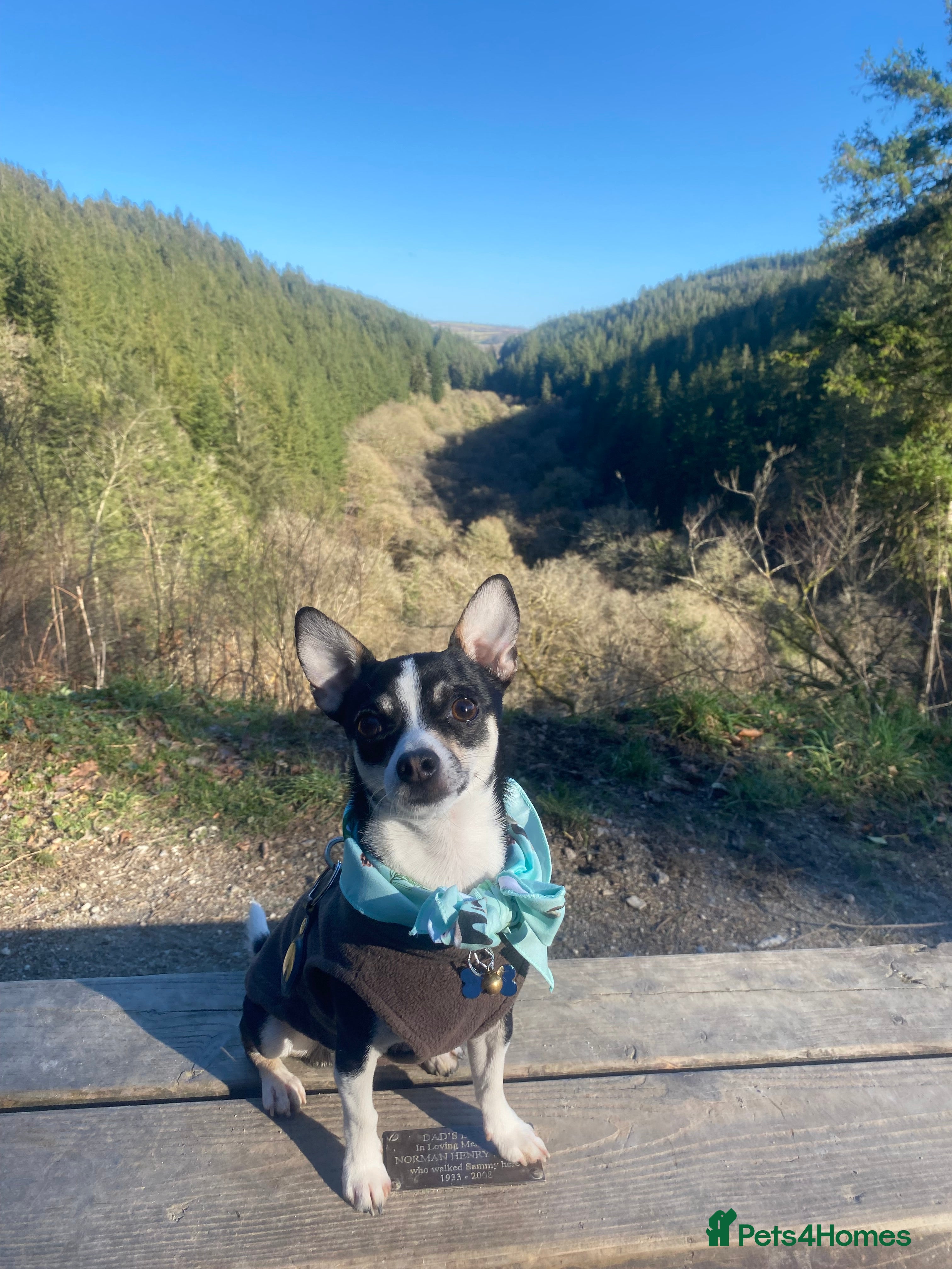 Chihuahua dogs Beautiful male chihuahua for stud  - Advert 1