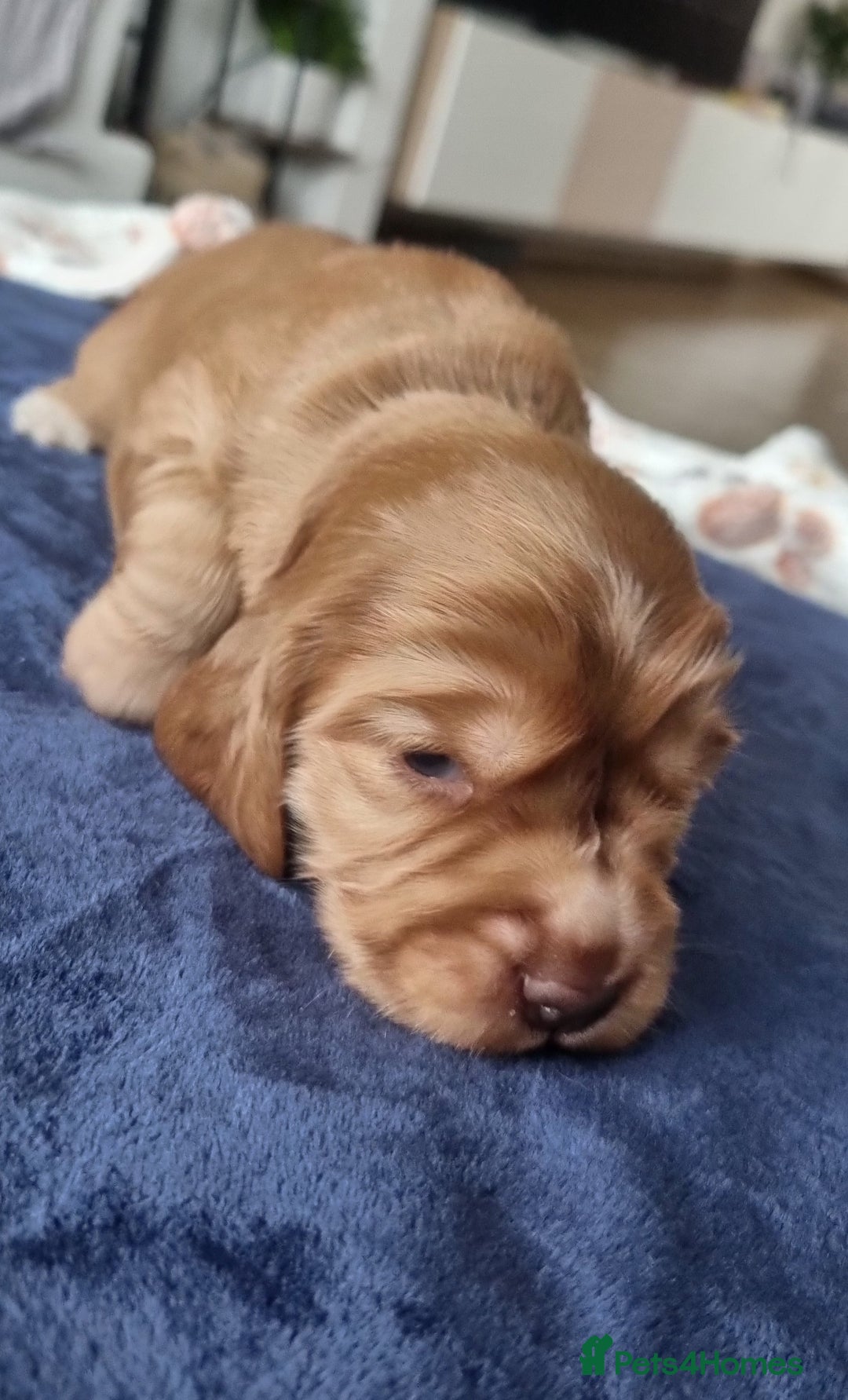 Cocker Spaniel dogs for sale: Charming English Show Cocker Spaniel Puppies  - Advert 9