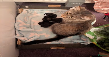 Mixed Breed cats - Advert 10