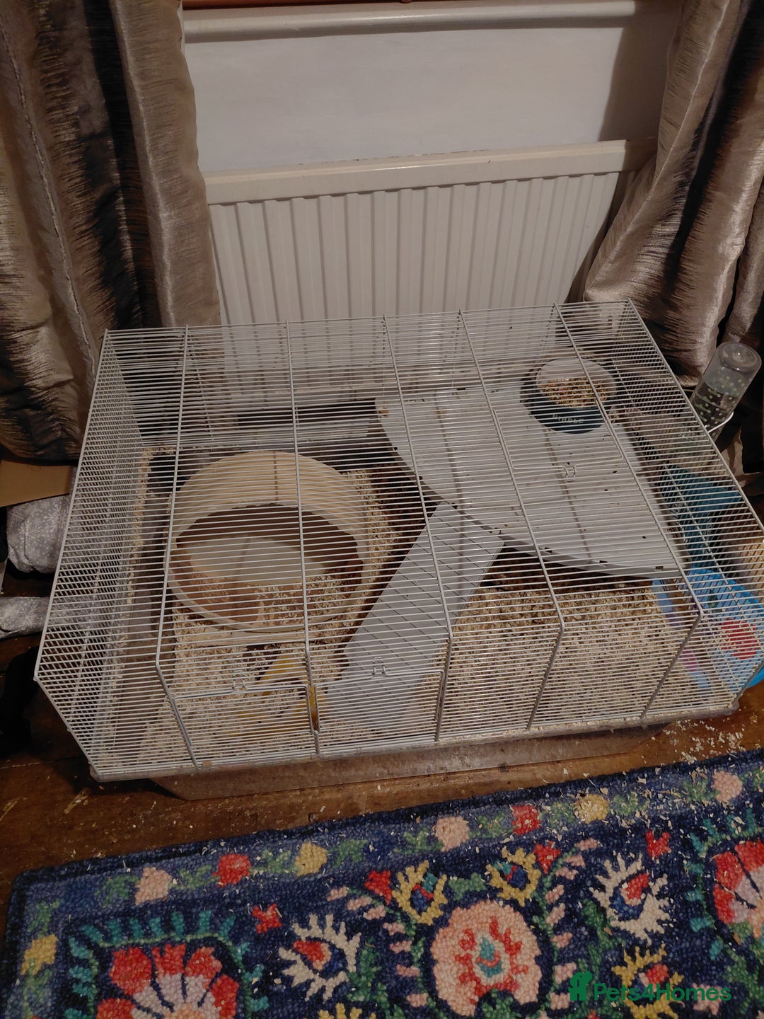 Gerbil rodents for sale: 3 male gerbils  - Advert 7