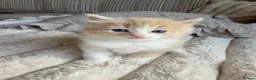 Ragdoll cats for sale: Ragdoll Kittens for Sale – 2 Females & 1 Male - Advert 11