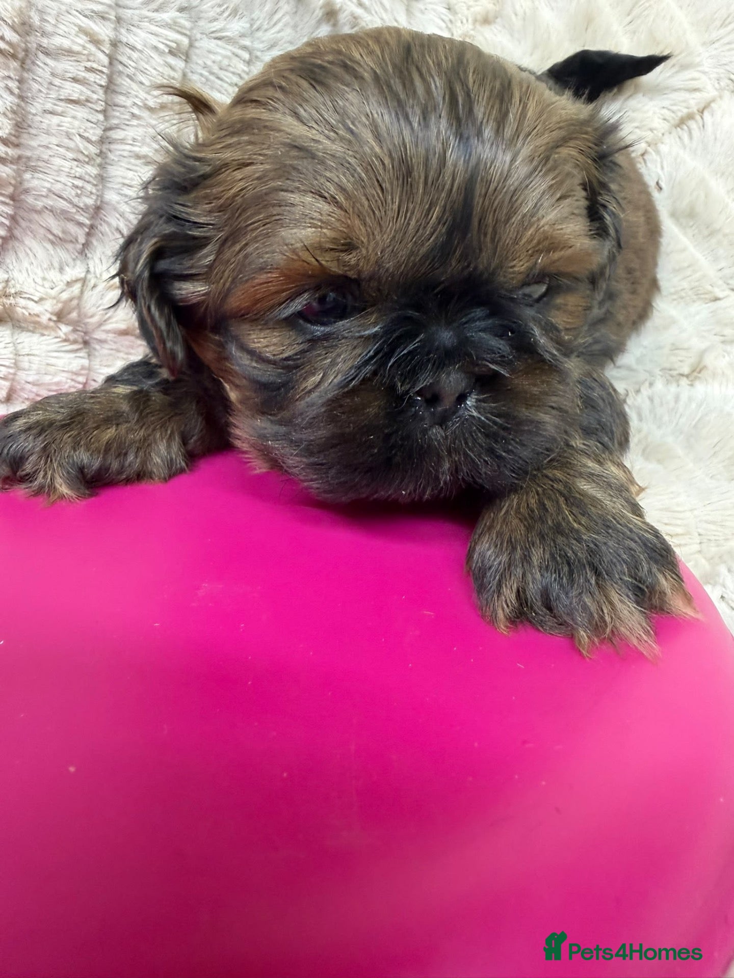 Shih Tzu dogs Shihtzu puppy 💙 - Advert 9