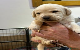 Labrador Retriever dogs for sale: Labrador puppies - Image 4