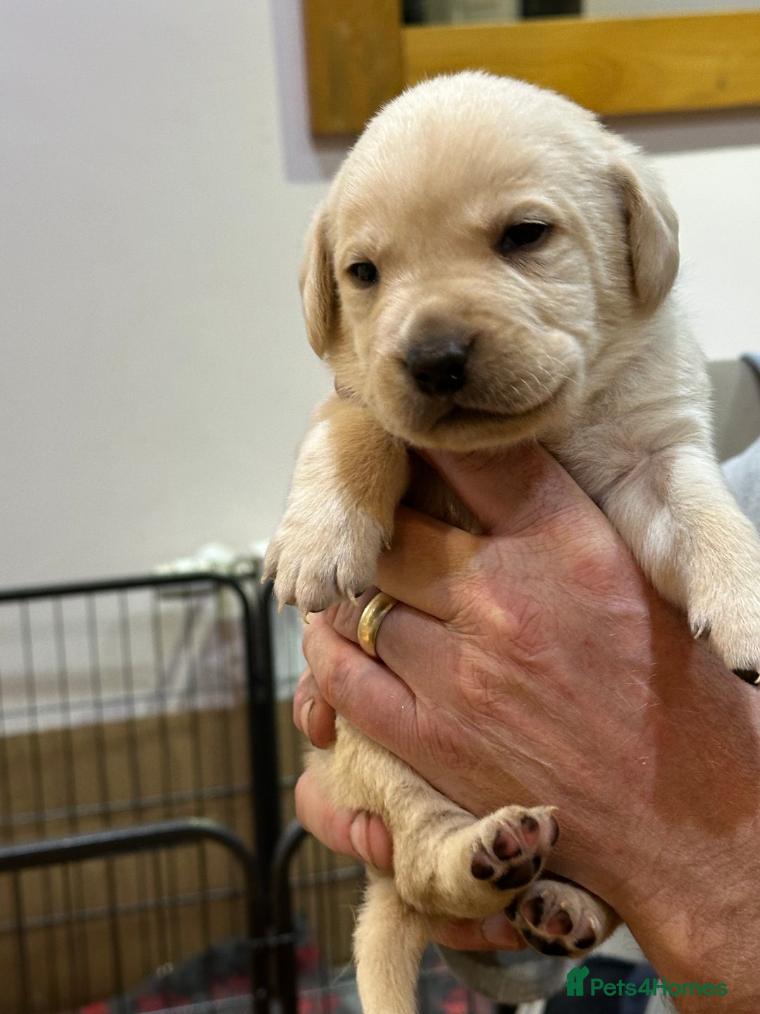 Labrador Retriever dogs for sale: Labrador puppies - Image 4