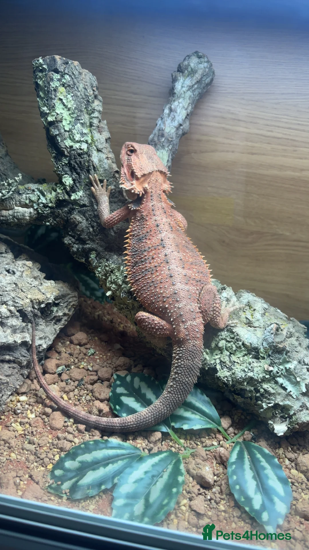 Bearded Dragon reptiles for sale: bearded dragon - Advert 4