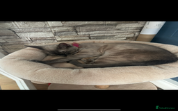 Bengal cats for sale: Beautiful Blue Mink Bengal Girl - Image 2