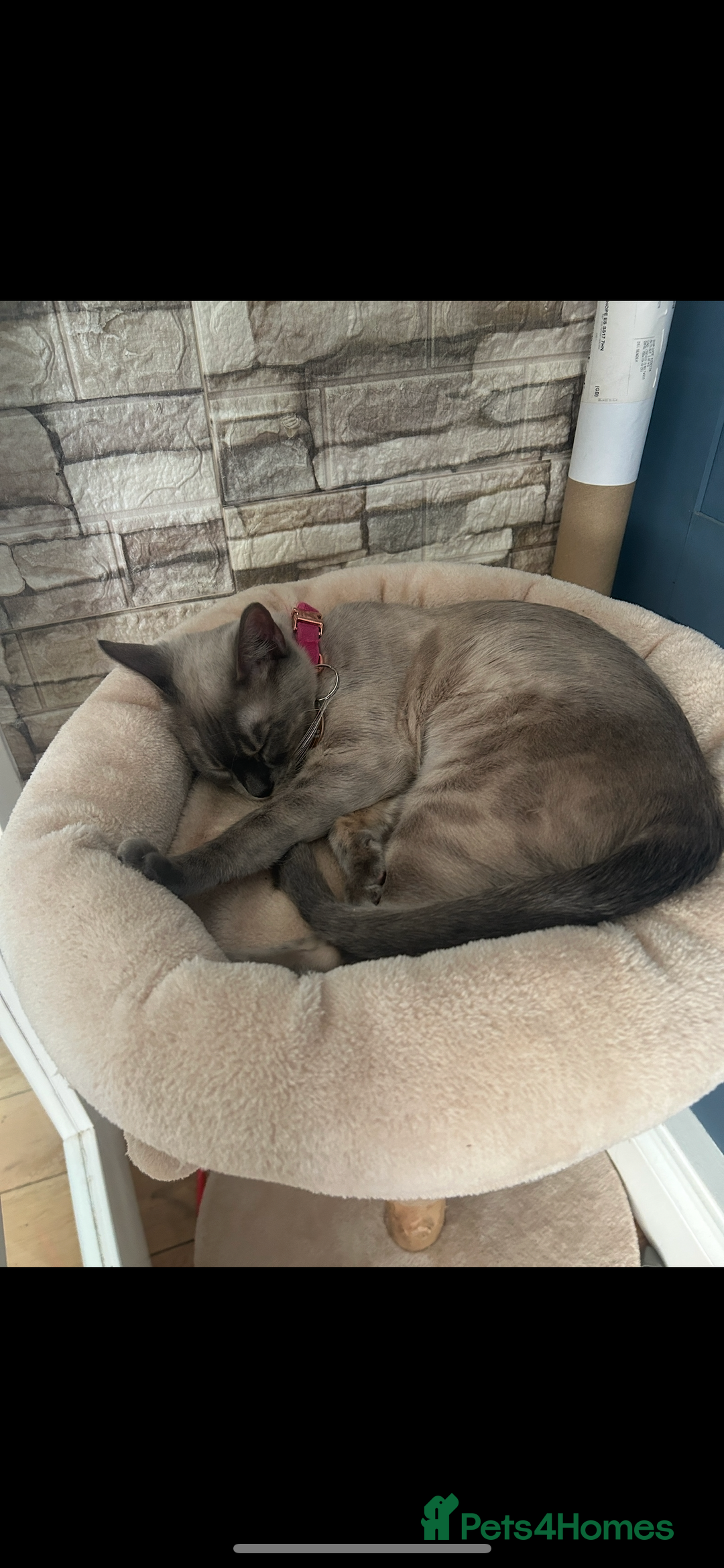 Bengal cats for sale: Beautiful Blue Mink Bengal Girl - Image 2