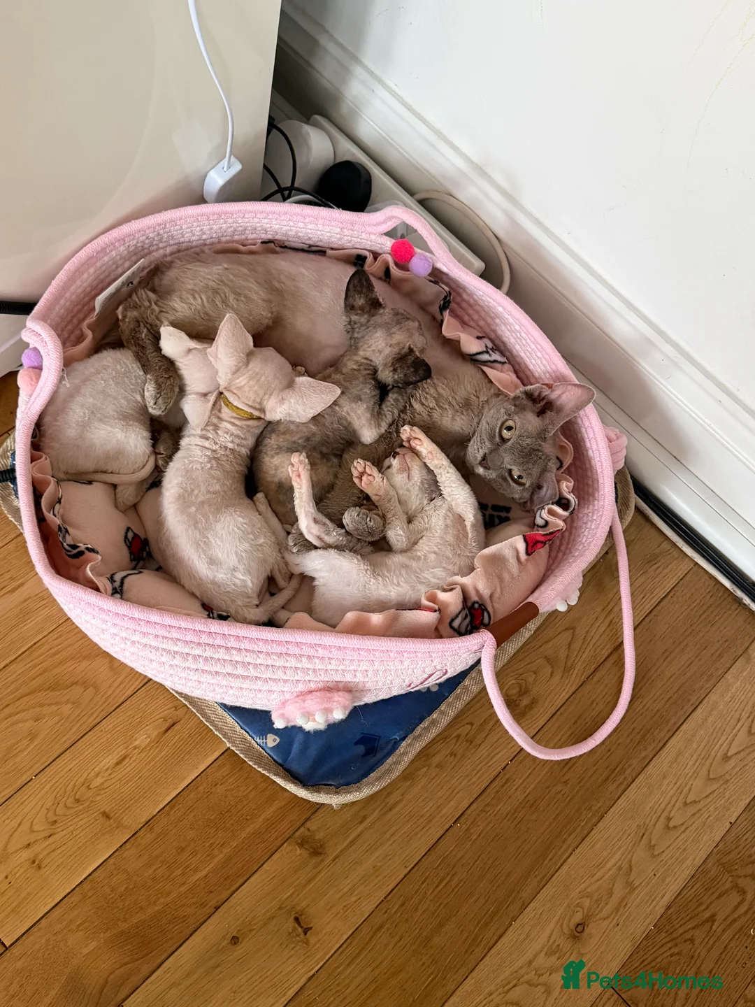 Devon Rex cats for sale: Last Male Devon Rex available 💙 - Advert 2