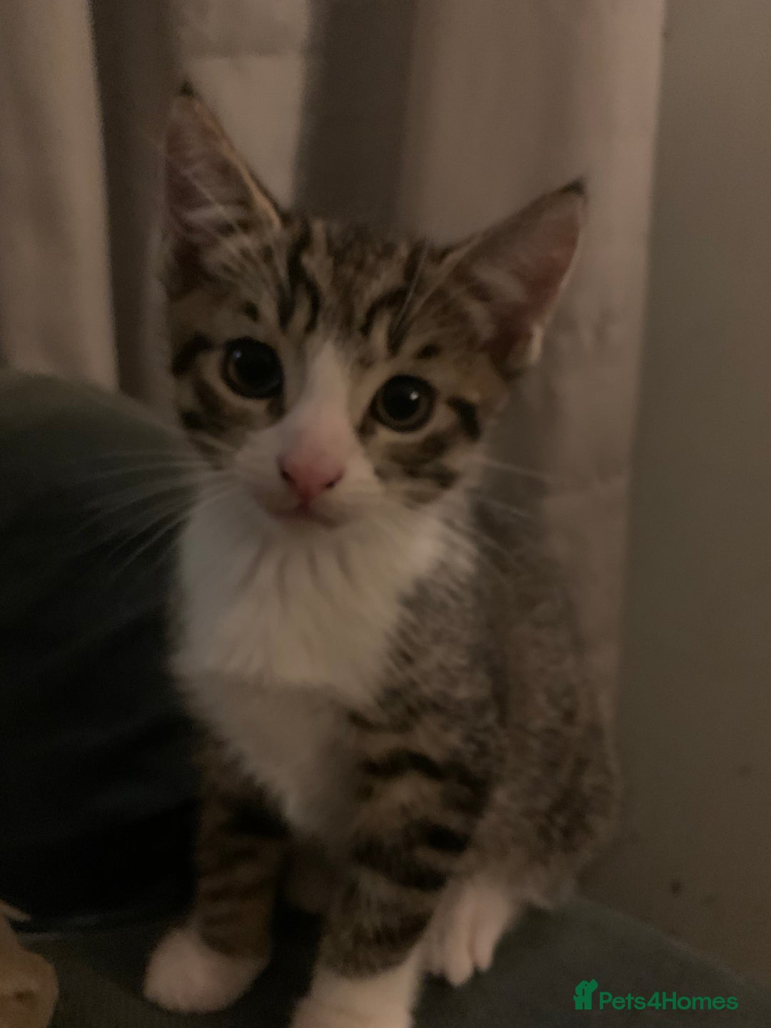 Mixed Breed cats for sale: 5 kittens for sale- ready now!! - Advert 6