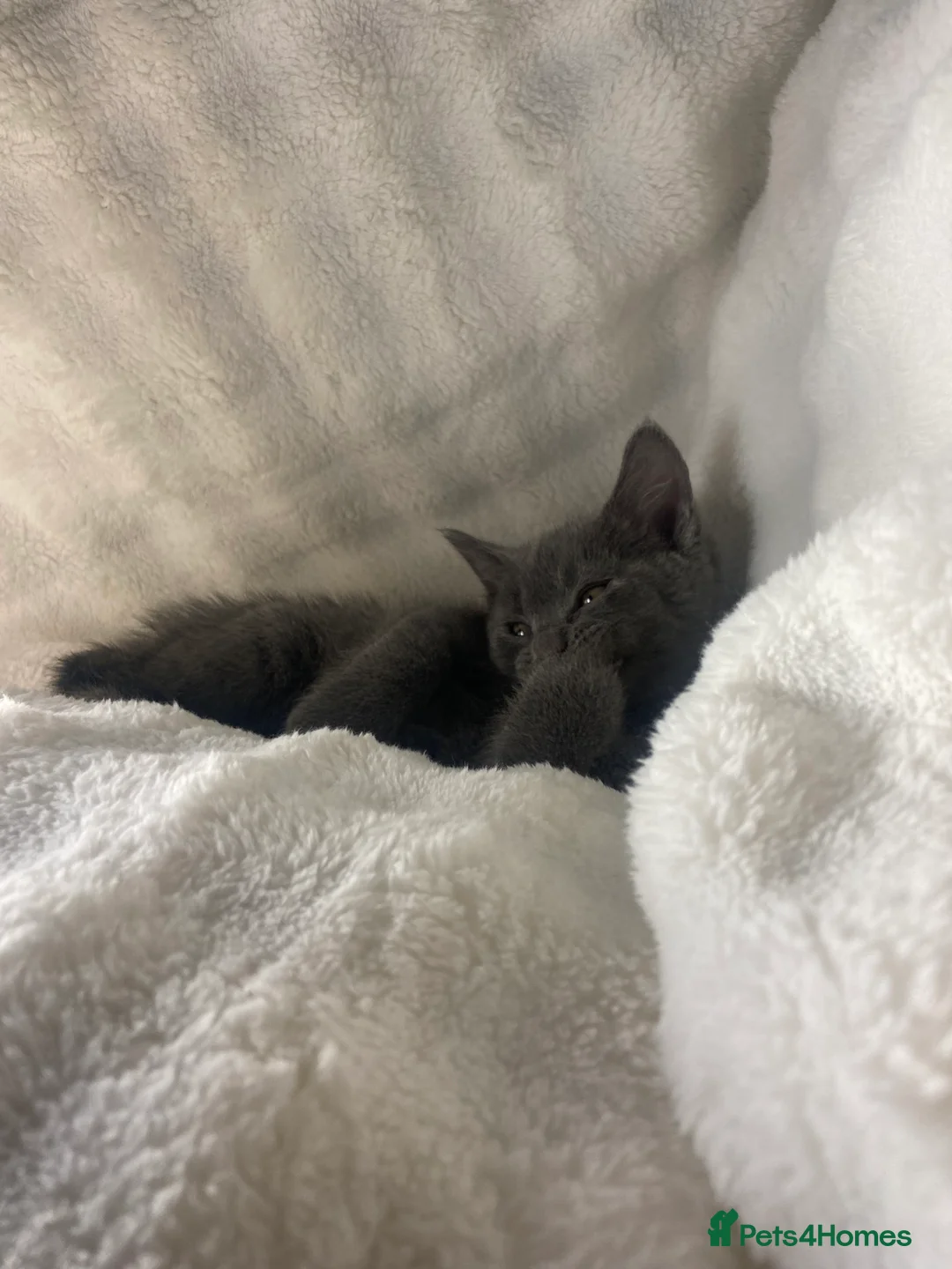 British Shorthair cats for sale: British shorthair x sypnx kitten  - Advert 8