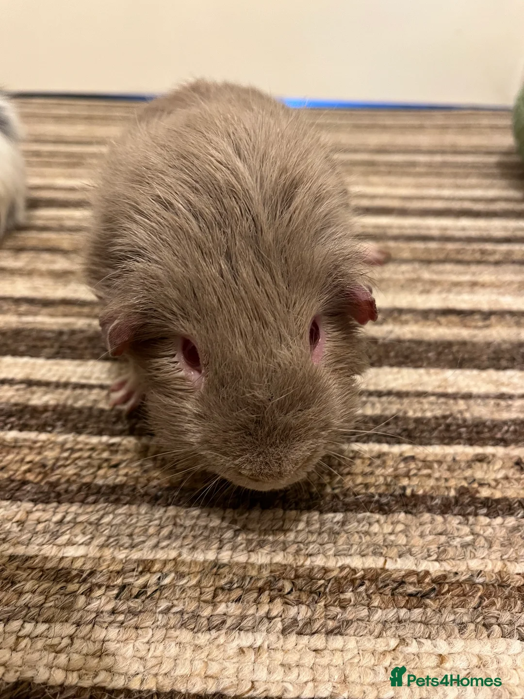 Guinea Pig rodents for sale: Two beautiful male guinea pigs  to rehome  - Advert 9