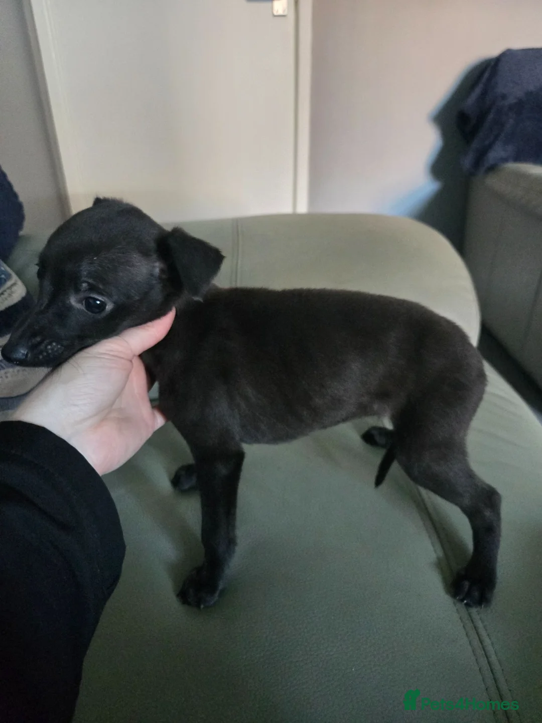 Whippet dogs for sale: Kc whippets for sale one black female left  - Advert 2